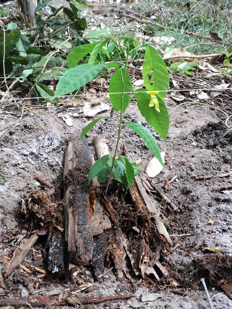 carbono-neutro-muda-recem-plantada.JPG