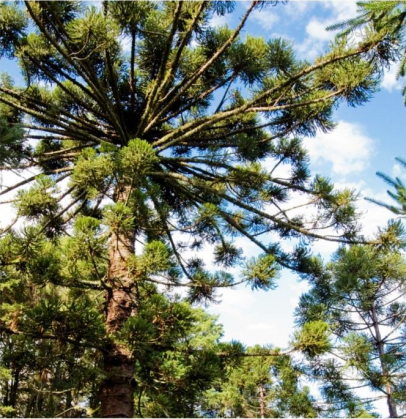 Araucaria.png